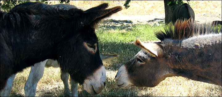 Donkeys Touching Noses