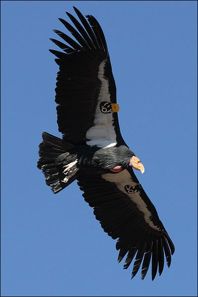 California Condor in Flight