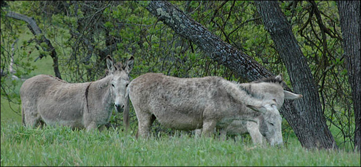 Donkeys in a Field