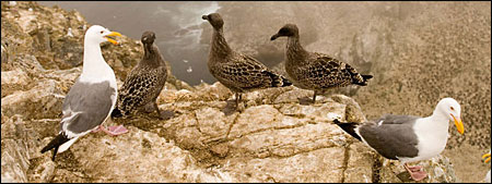 Birds at Farallon Islands